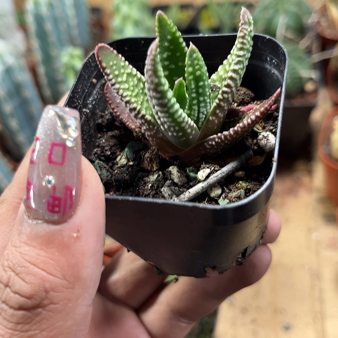 饕餮之泪单头发货单头