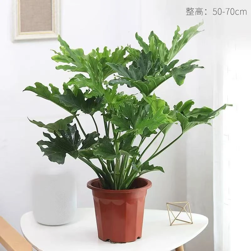 春羽盆栽小天使室内外好养活净化空气原土发货观叶大植物绿植盆景