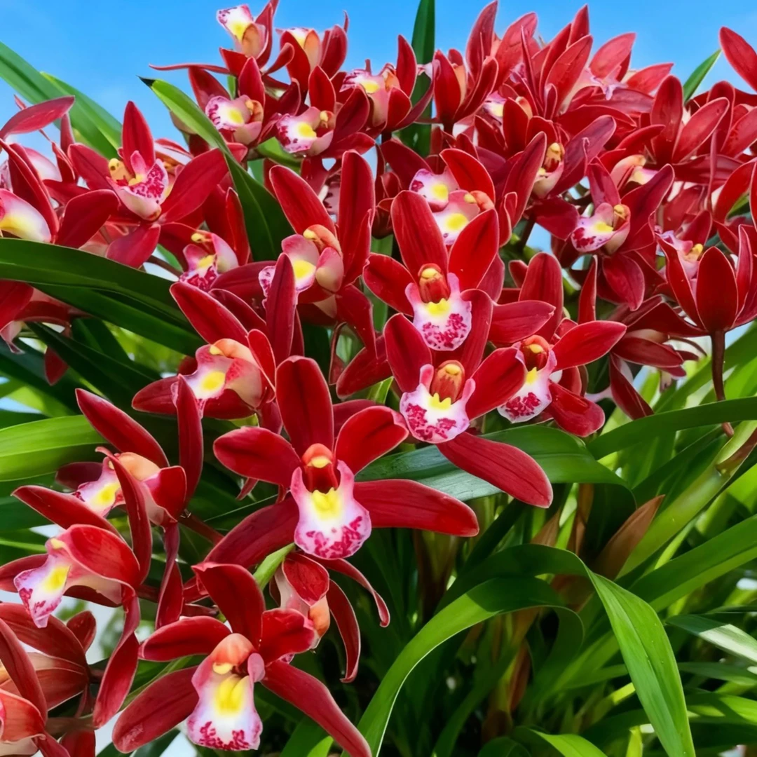 国兰名品【红双喜蜜蜂兰带5-8支花剑】室内兰花香味浓花期长好养