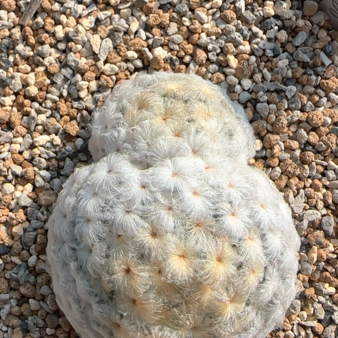 117脱土发 佛头白星