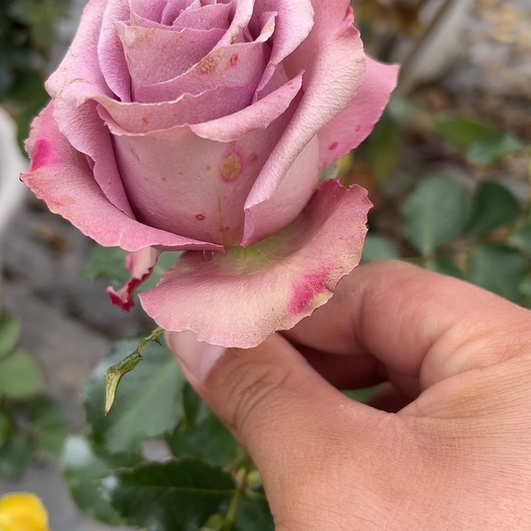 无花朵———戈维达 福利款