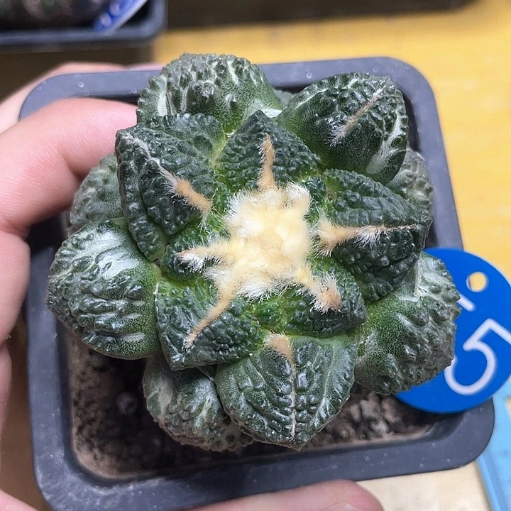 仙人球苗接连山怒7公分155