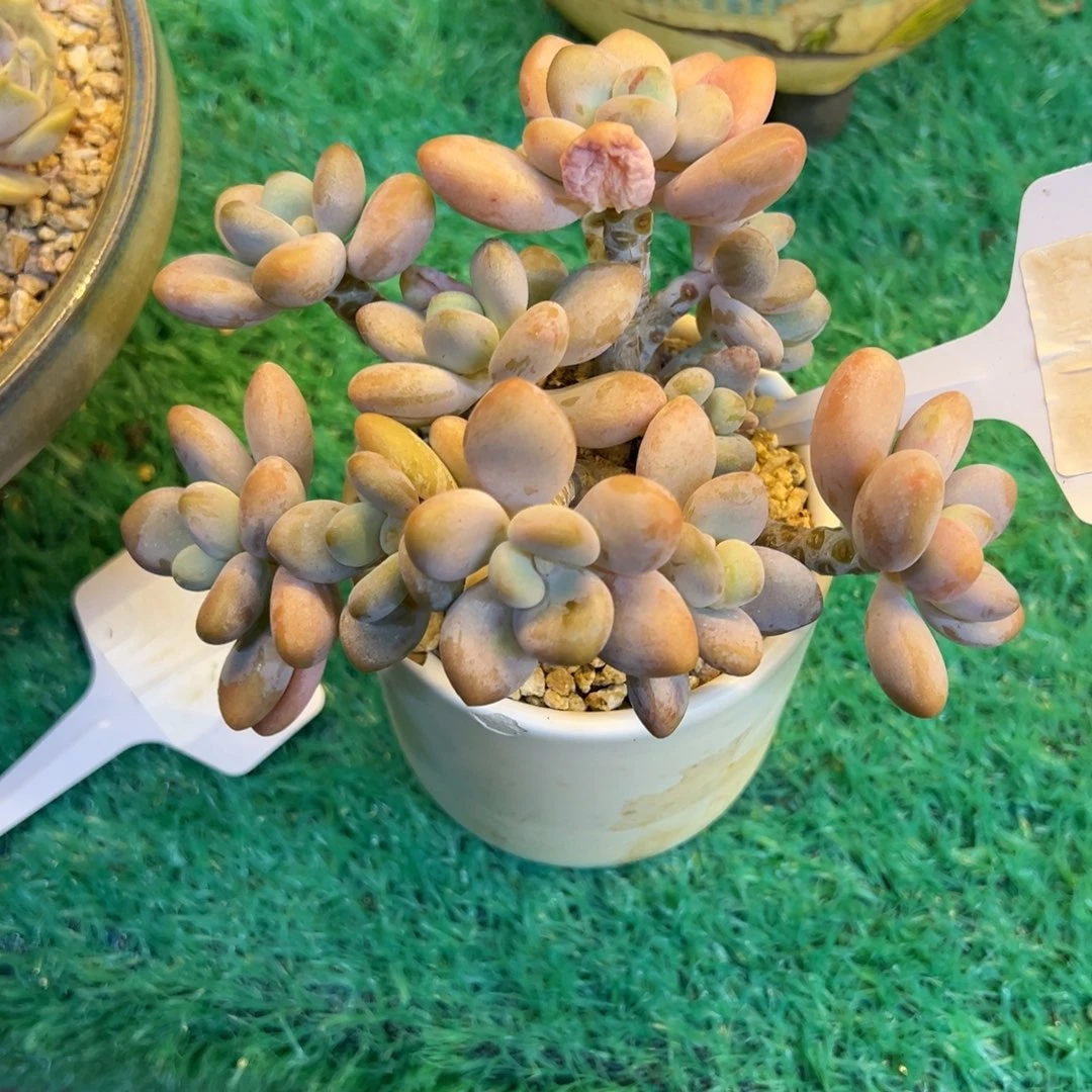 粉洛神，，，，，，，，，，，，，，，，，，，，