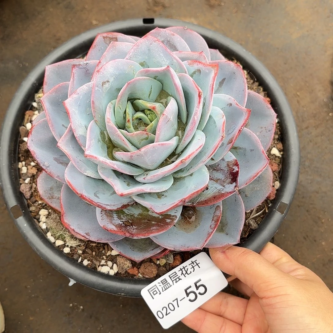 同温层多肉布鲁蓝55