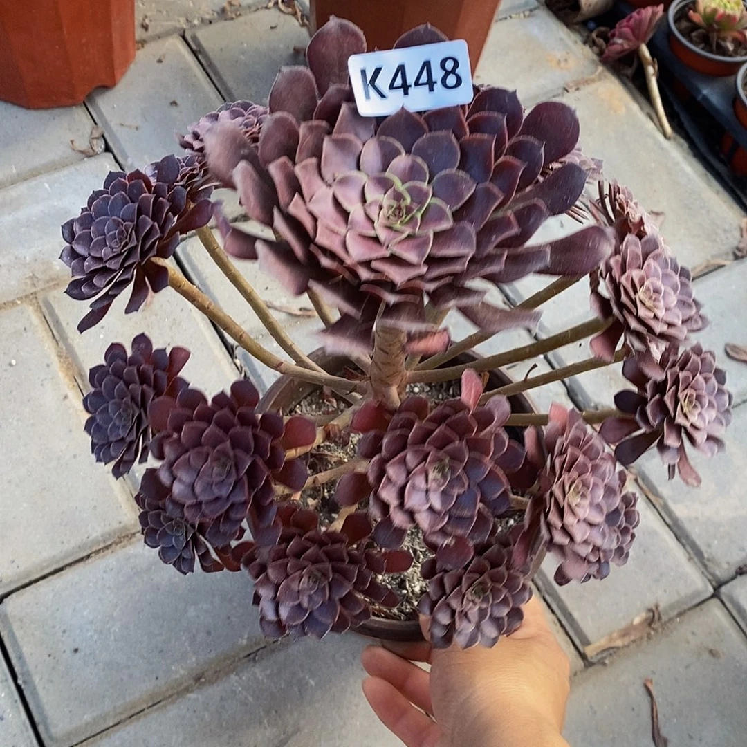 448黑铜壶55555555555