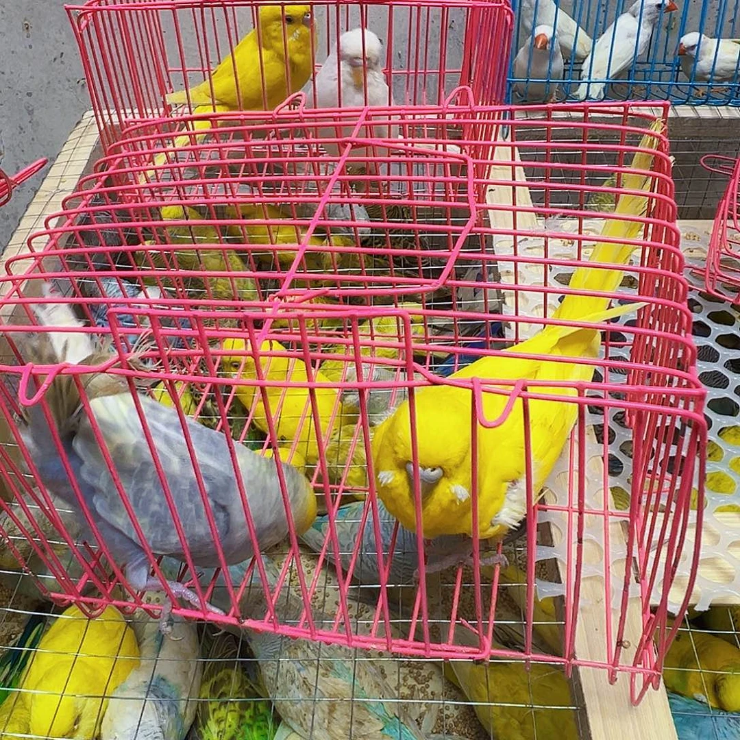 虎皮鹦鹉特色两只