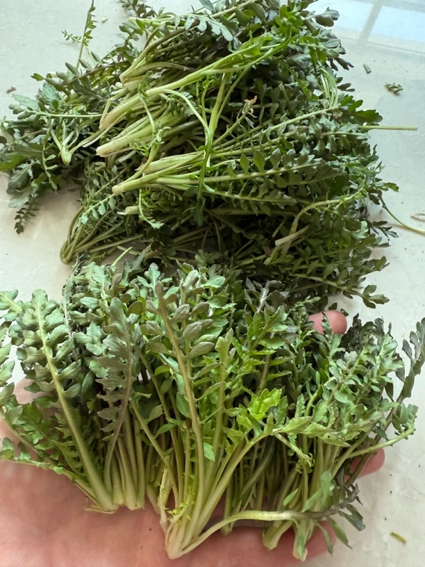 东北纯野生荠菜新鲜现挖现发荠荠菜（和市面的的不一样介意勿拍）