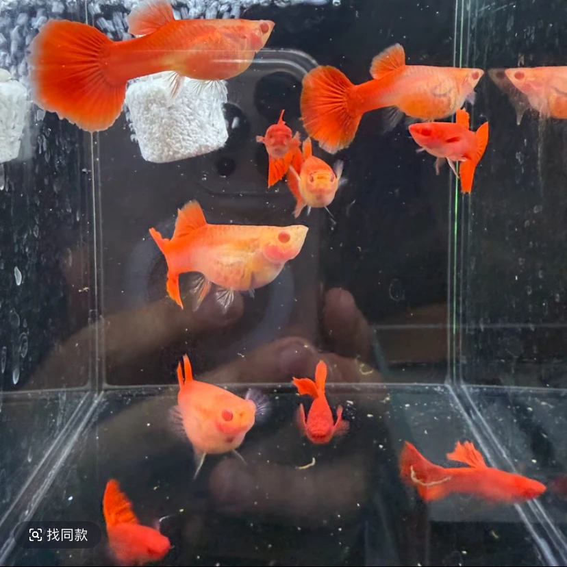 精品高端血红玻璃猫临产大肚子孔雀鱼