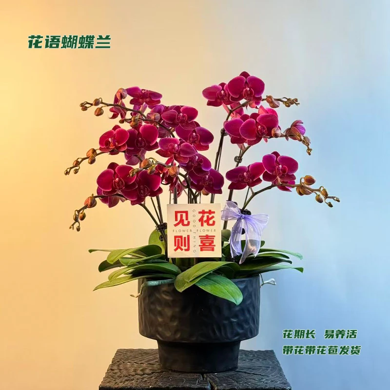 蝴蝶兰【香山】 带花带花苞发货 室内客厅盆栽花卉 好养易活