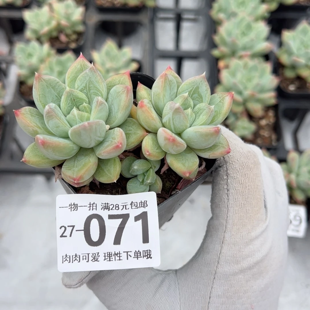 优选美人多肉多肉多肉