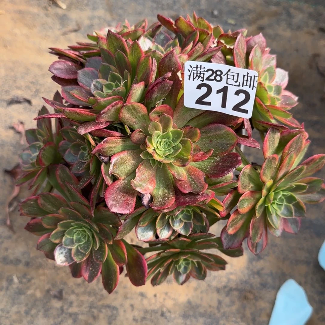 万黄锦多肉212满28包邮断枝不包