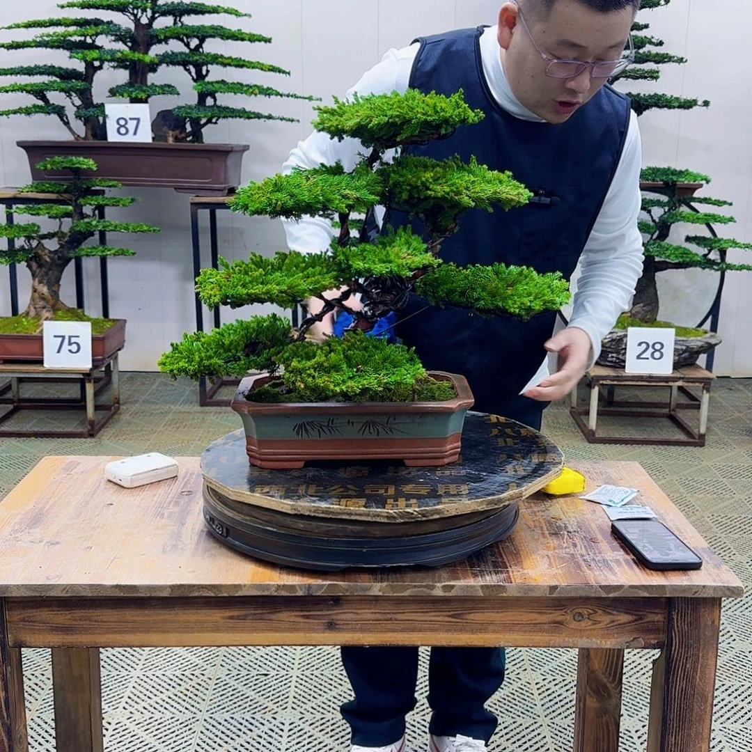 无花朵柏树造型盆景
