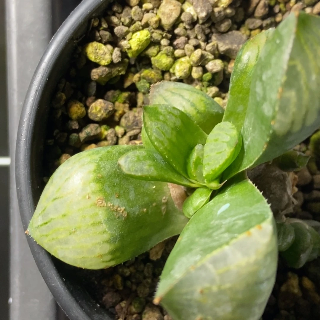 白实生底座苗现下无根