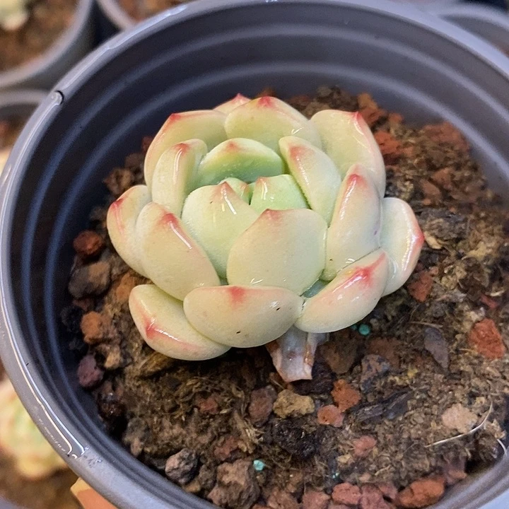 小香草 到手两颗
