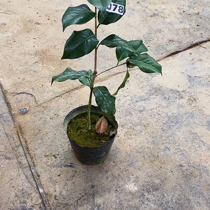 拉力。      078。