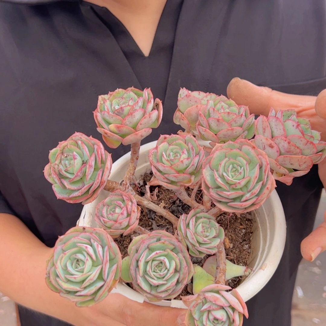 克罗地亚玫瑰五头起发