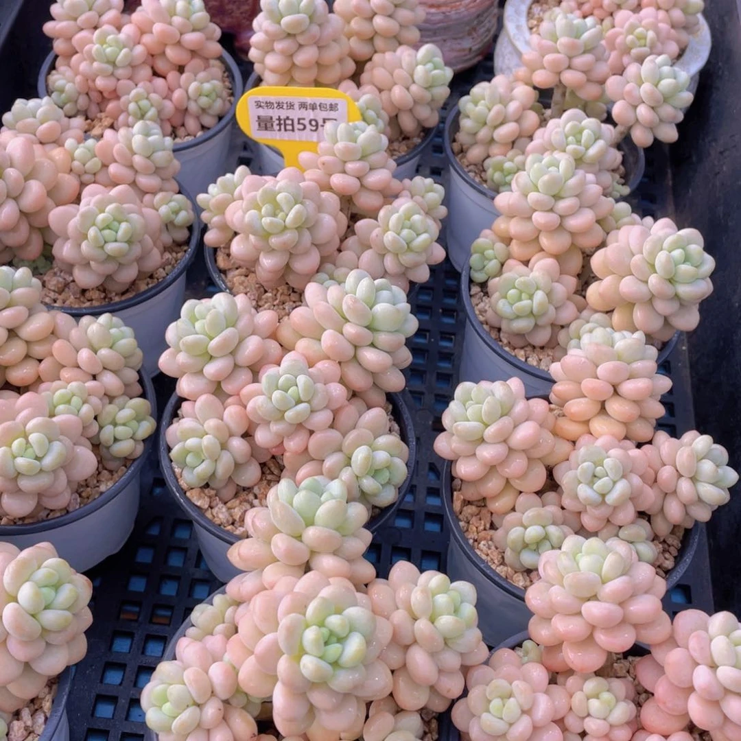 量拍59号 洛可可老桩大群生五头起一个