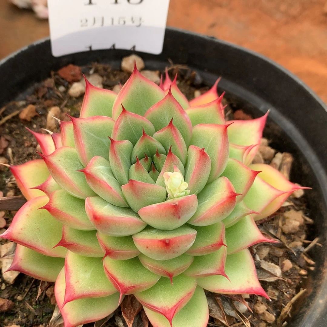 【闪购商品】云143