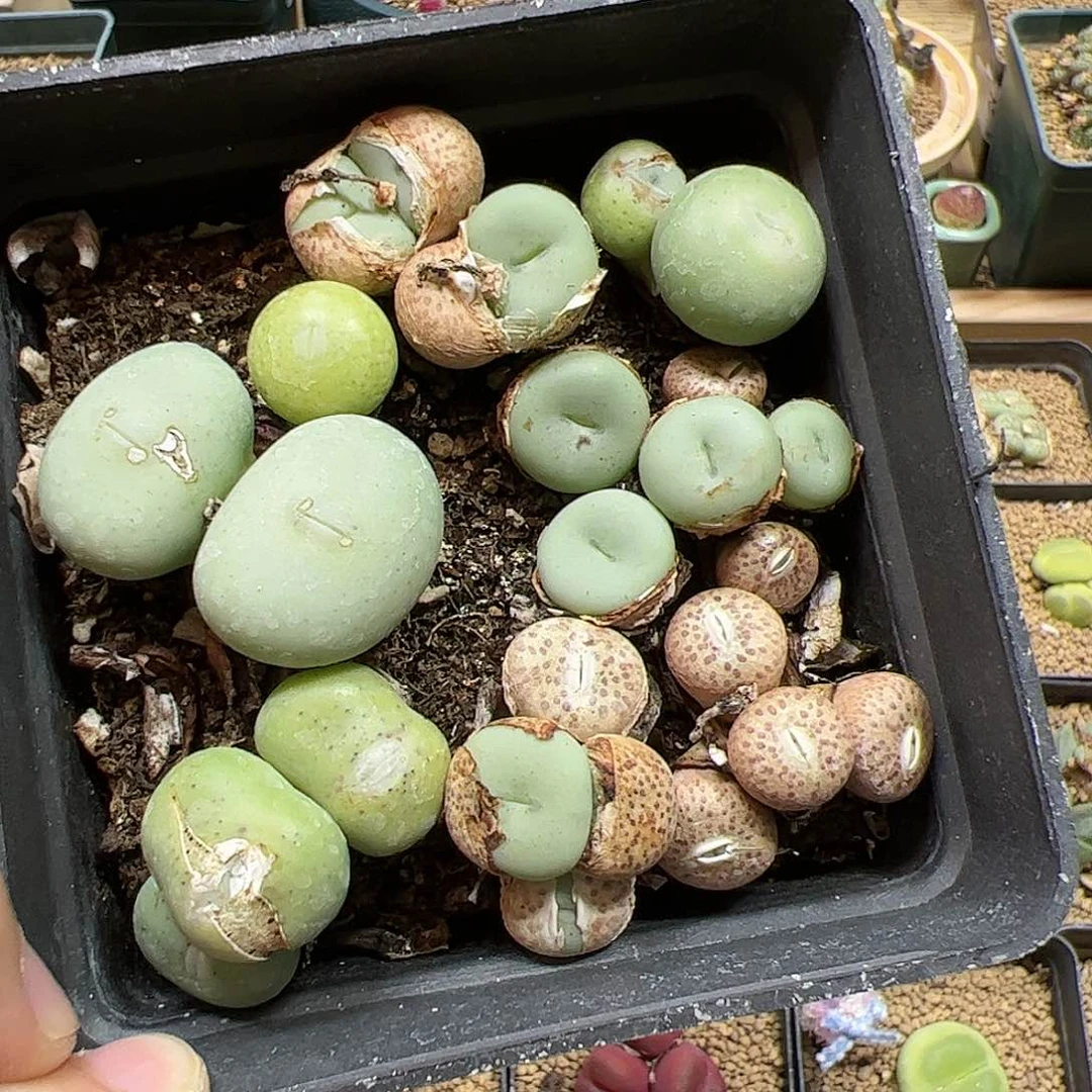 【闪购商品】195 开播福利