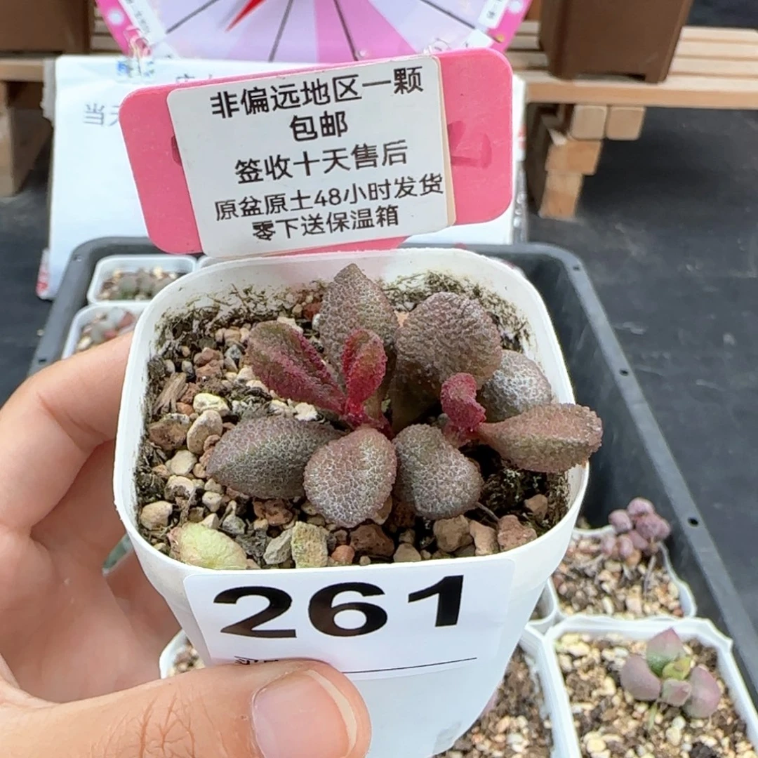 261牛肉丸多肉植物
