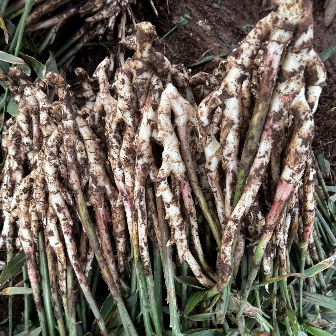 【荣昌盘龙仔姜】红芽嫩姜批发农家大仔姜新鲜现挖现发泡姜生姜