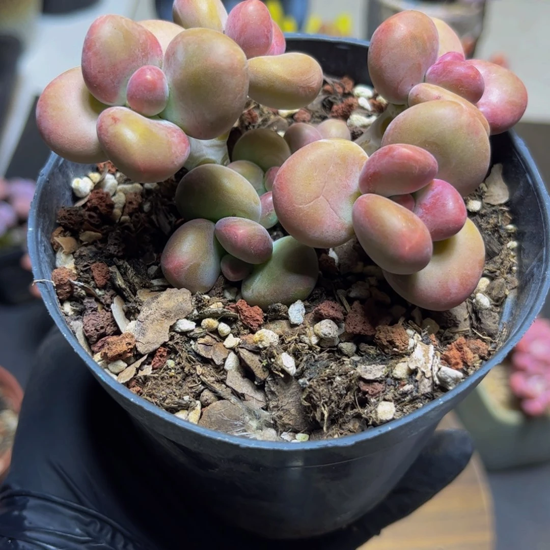 403KK奶酪8厘米多肉