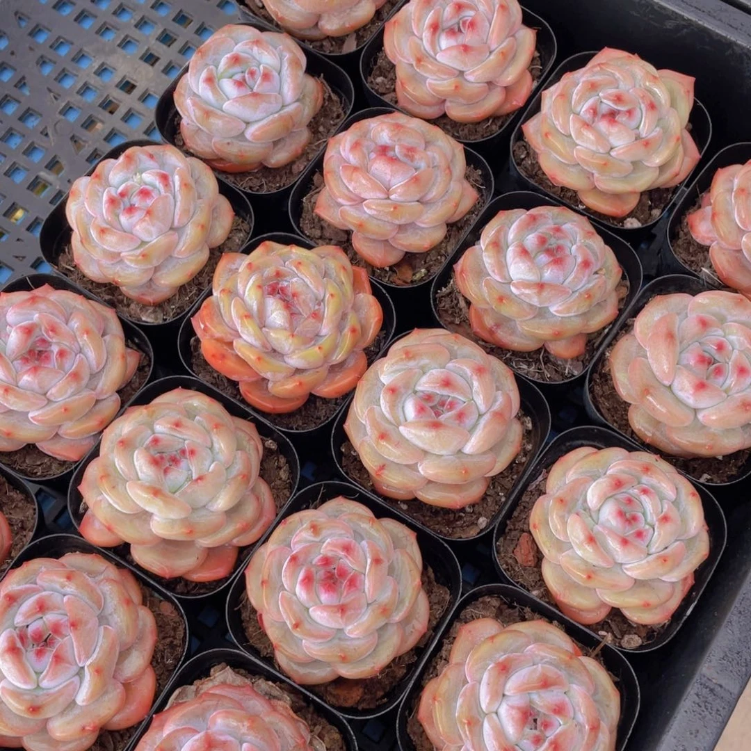 量拍3号院紫皮石榴籽星影单头