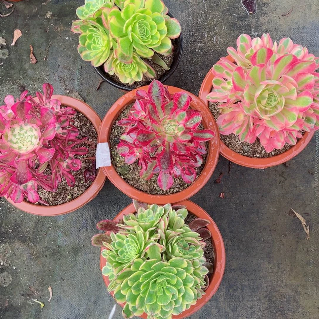 【闪购商品】套餐383多肉