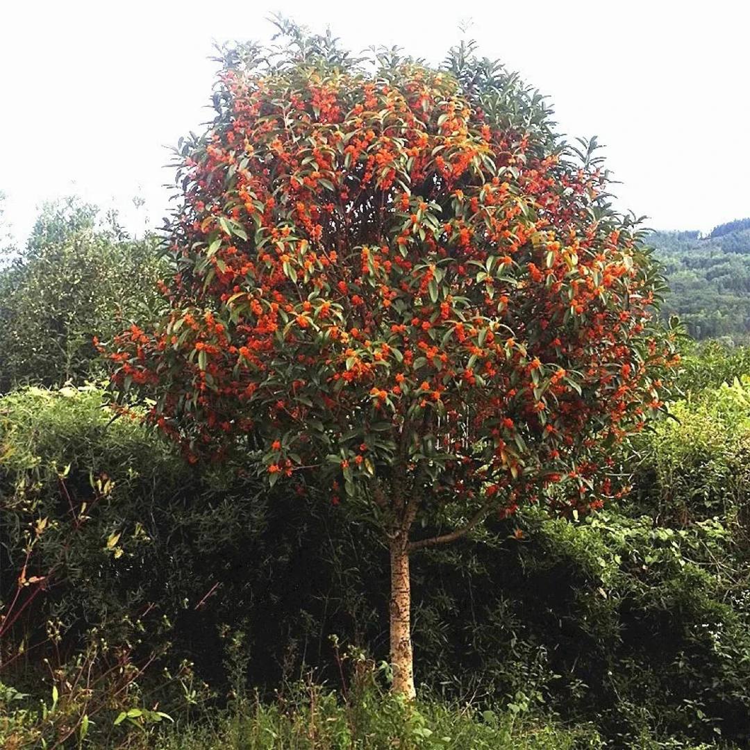 金桂 丹桂直播间一物一拍