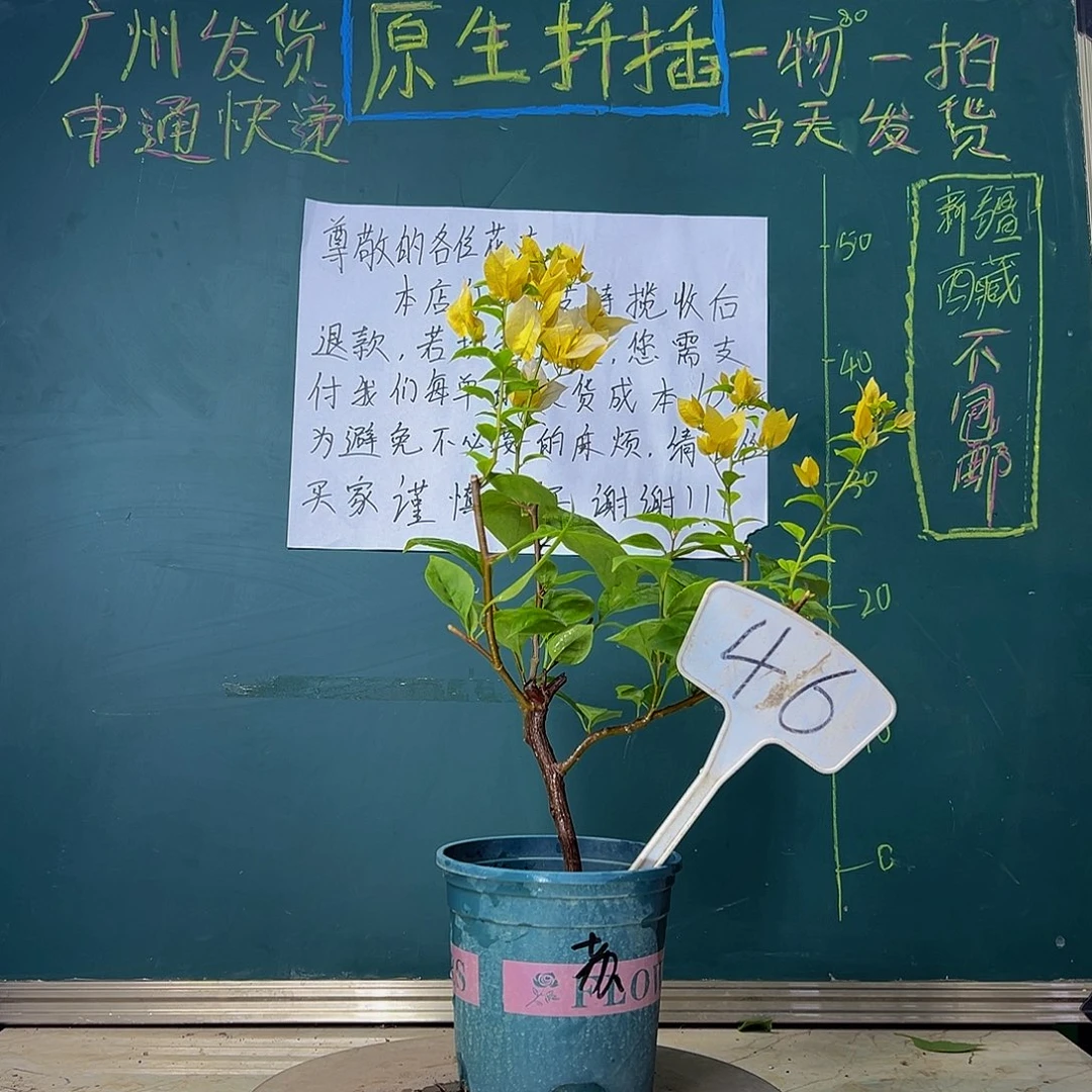 当前无花栽培后可以开花  苏瓦娜  46