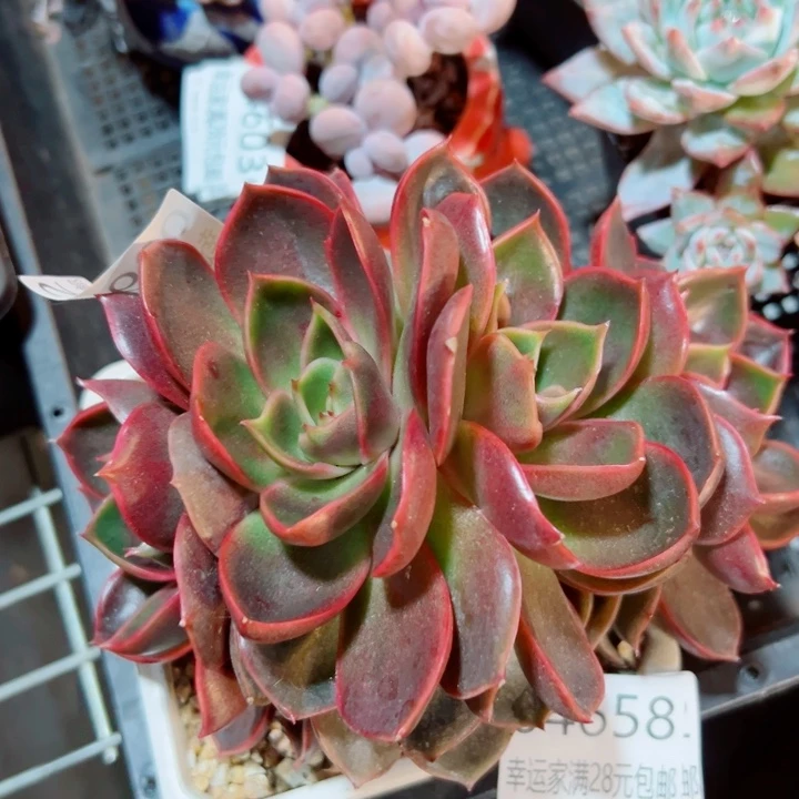 幸运的是我还没遇到你呢