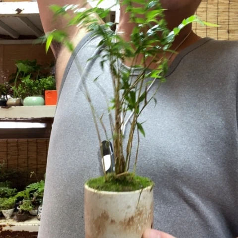 红陶一物一拍所见即所得51