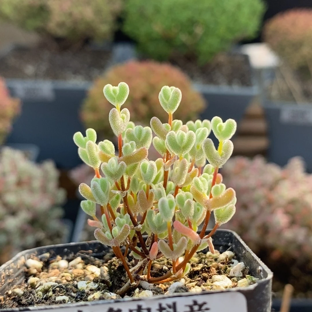 实生莱斯6685枝干番杏