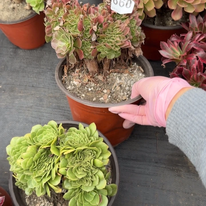 ***多肉植物提取技术660