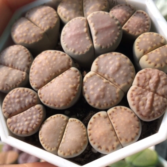 8157，粉色饼干开播福利