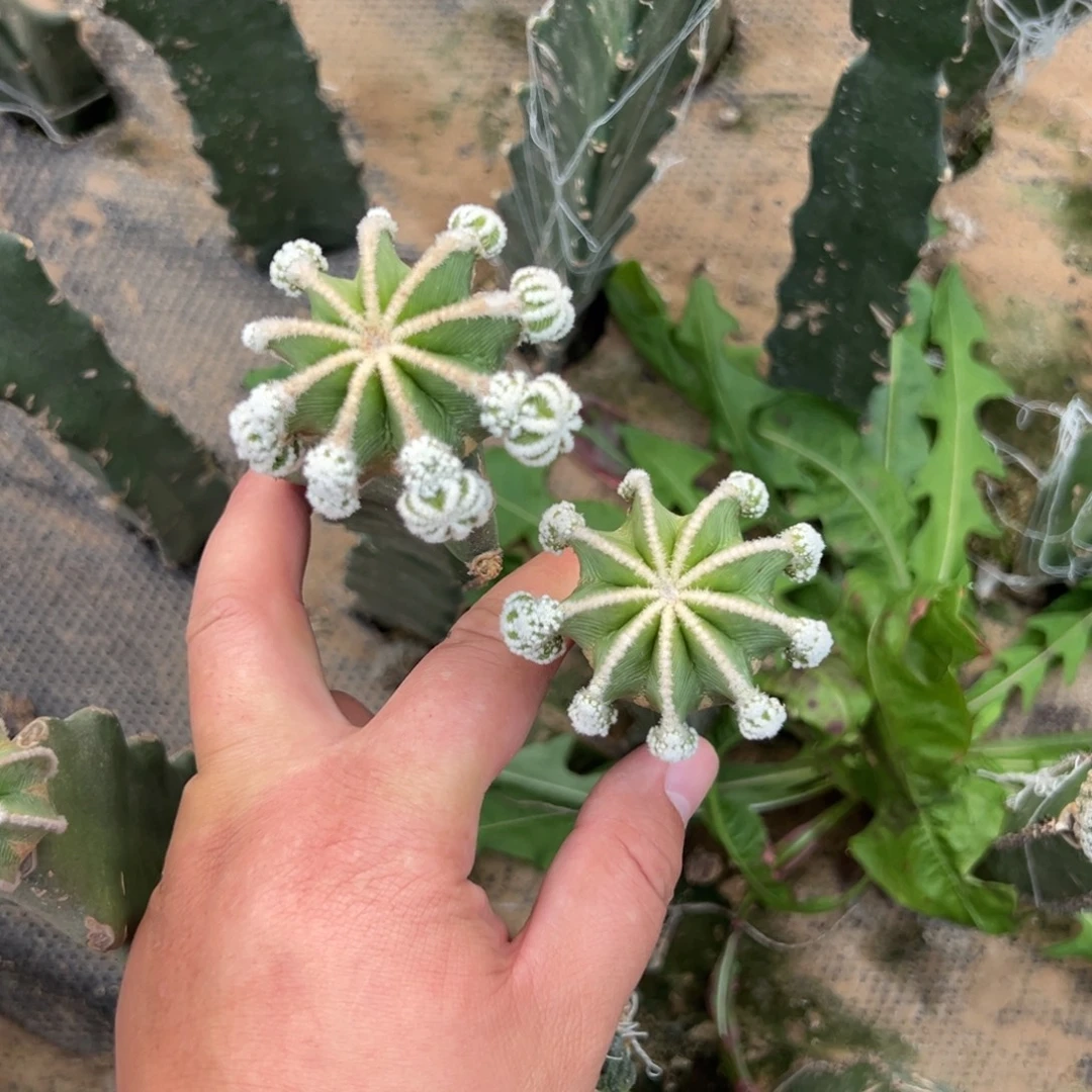 一代辛顿花笼仙人球一个