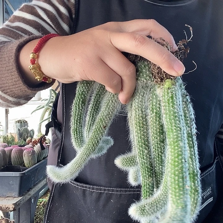 5颗双头九尾狐，带土球2号