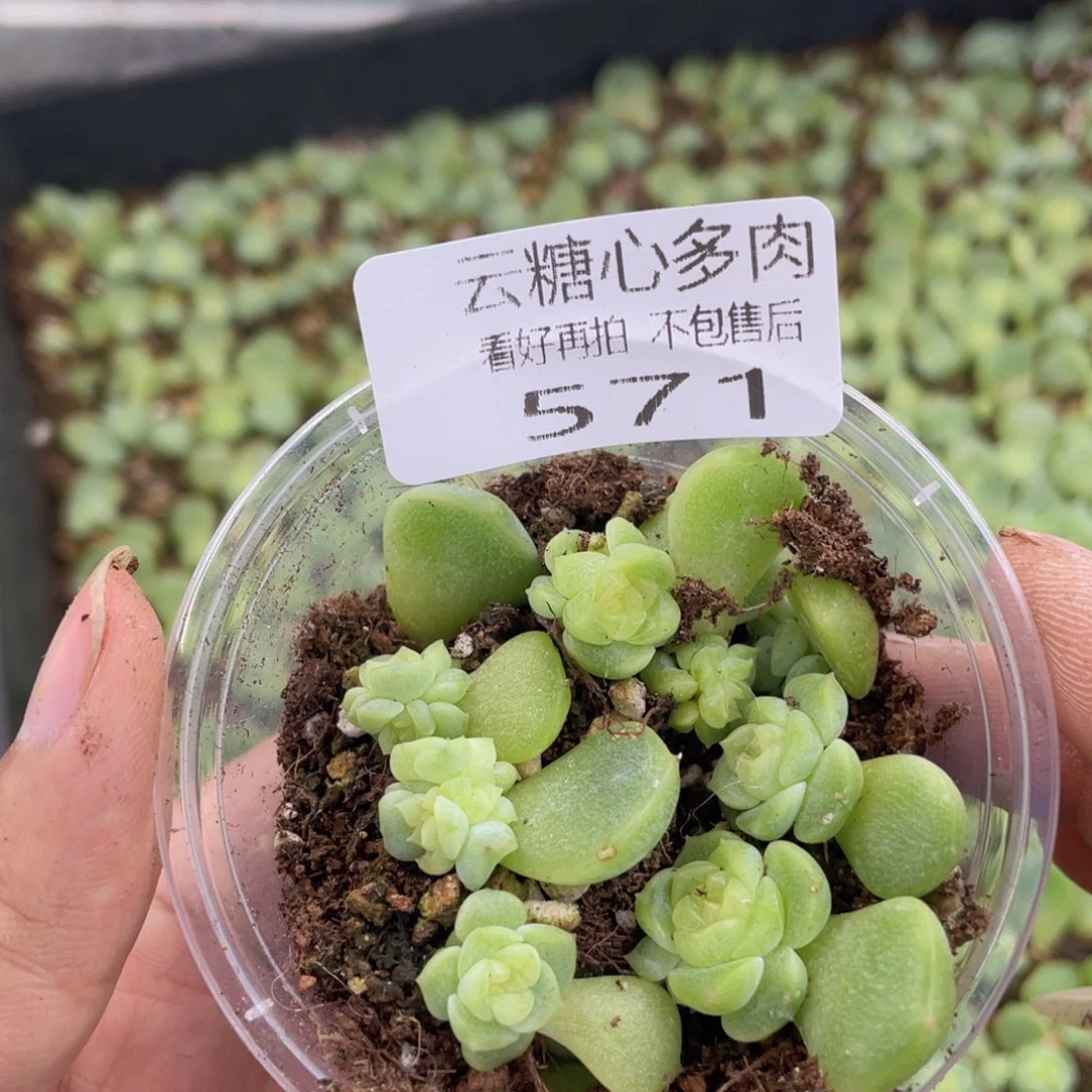 云糖心多肉植物571