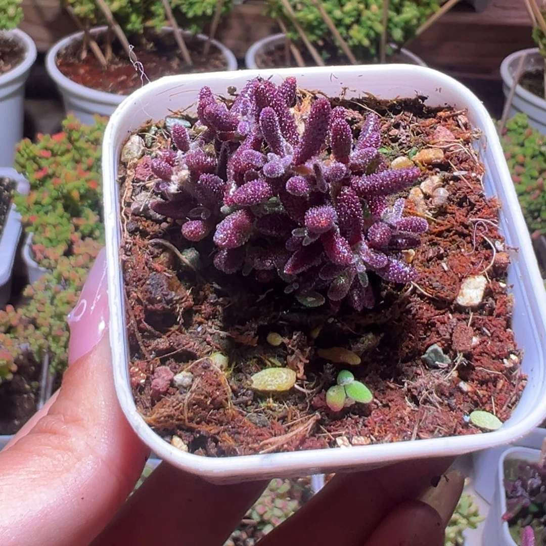 528红麒麟一物一拍带盆土发货