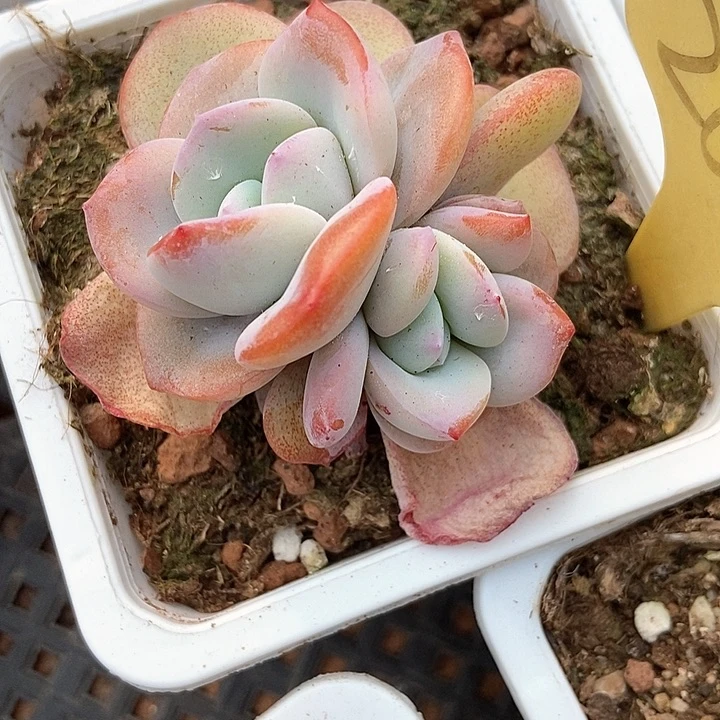 多肉植物奶茶2082