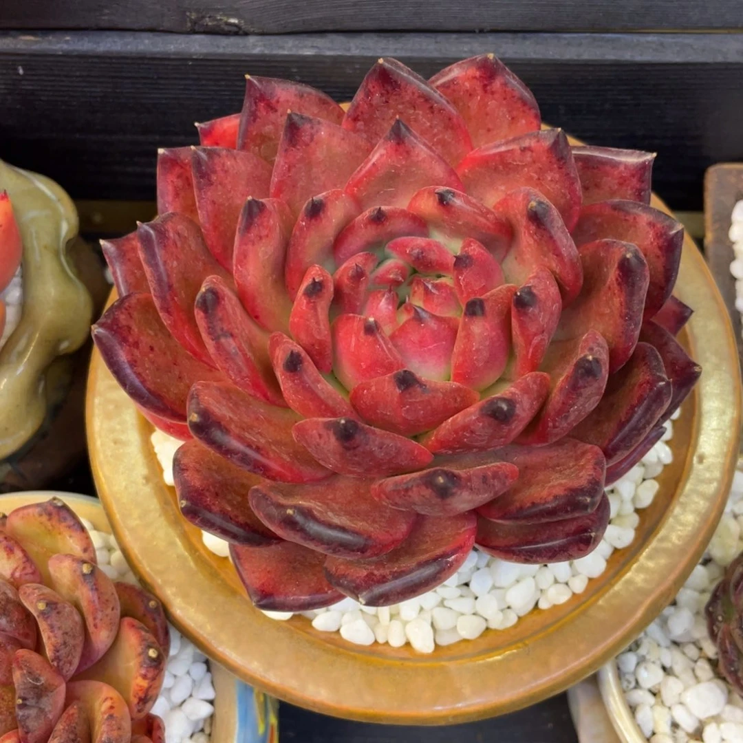 多肉植物盆栽多肉植物