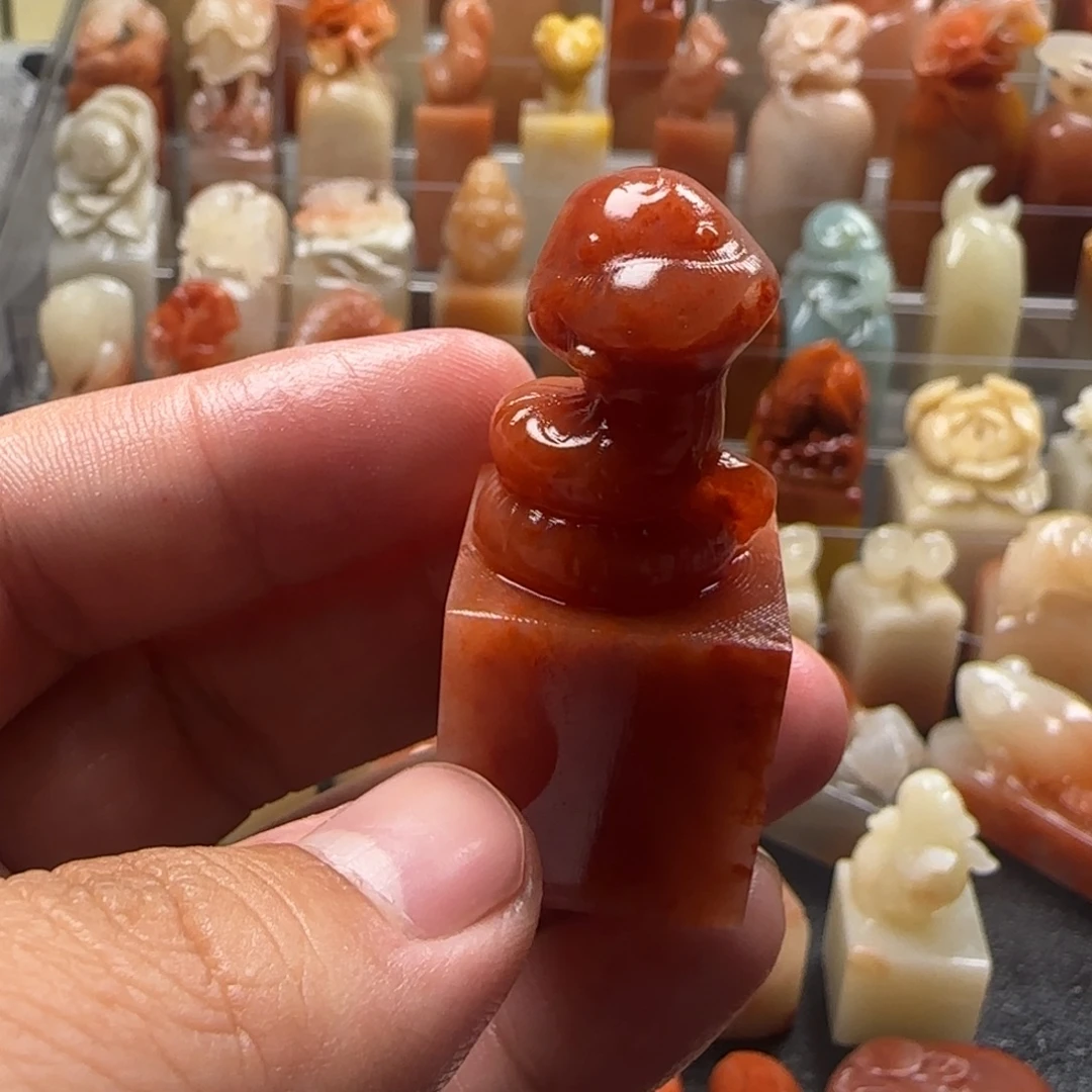 老挝石蛇蛇  2.1×4.8