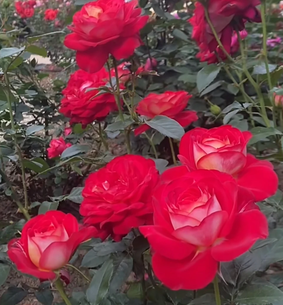 精品大 马萨德，大红色花，金色花背面。辨识度新手必入