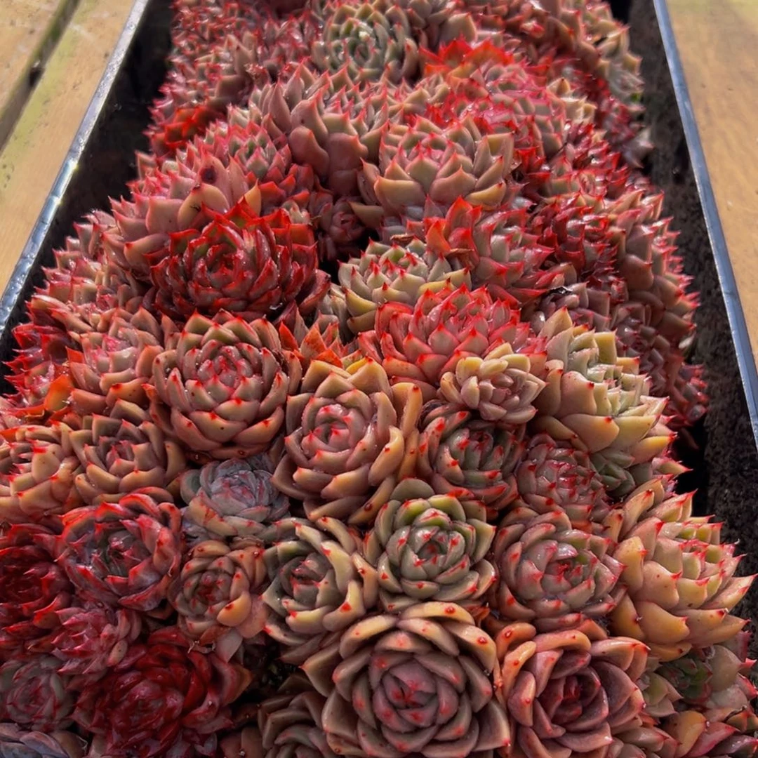 用***1082多肉葡萄的味道是什么味道