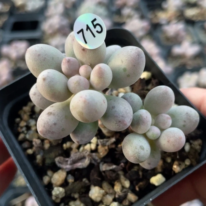 桃花奶酪多肉植物