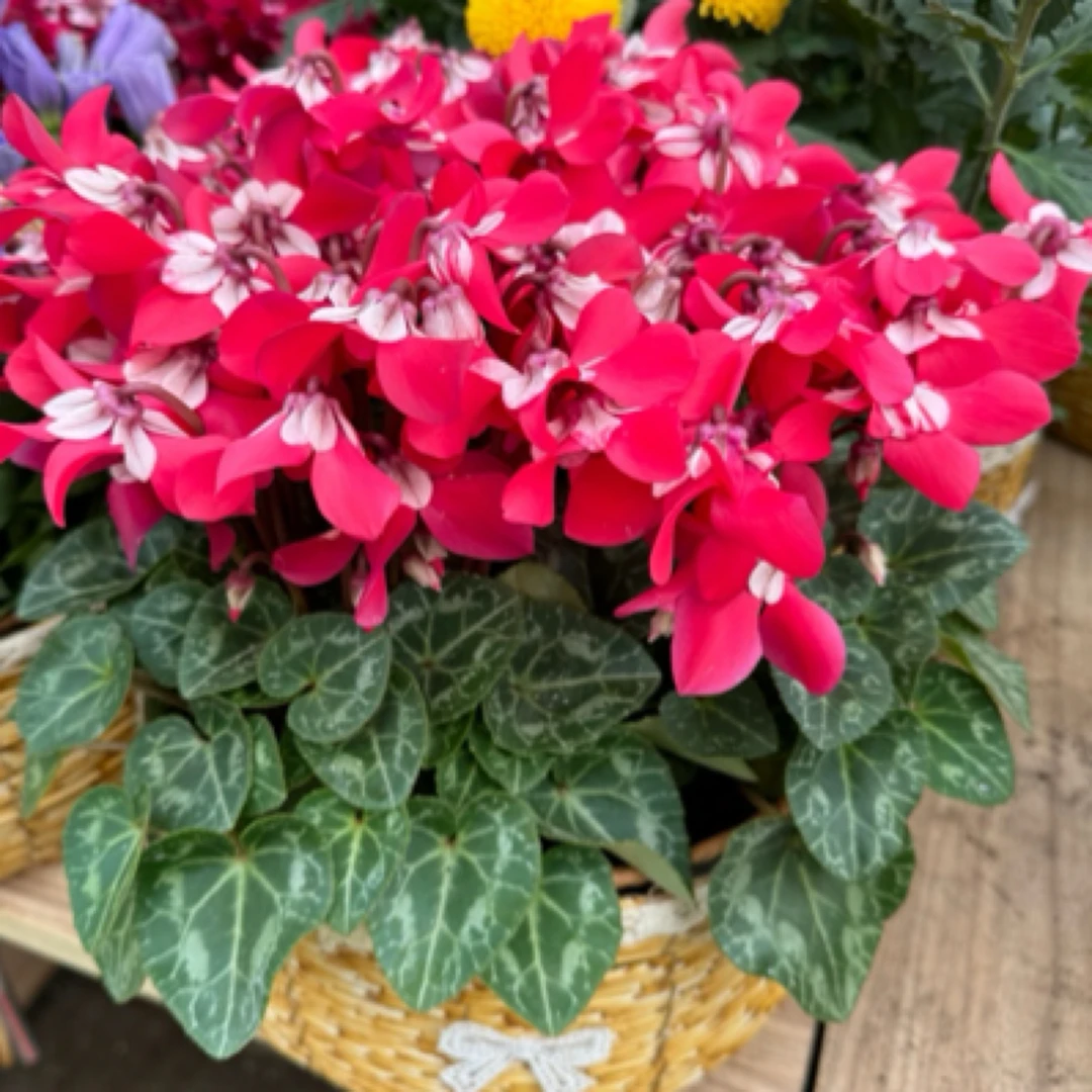 改价链接/一物一拍/直播间拍/绣球花