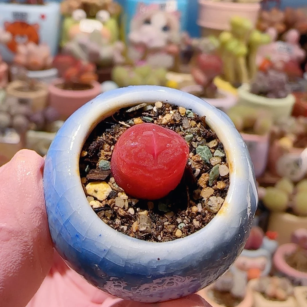 T红红小蟠桃盆口1.5cm