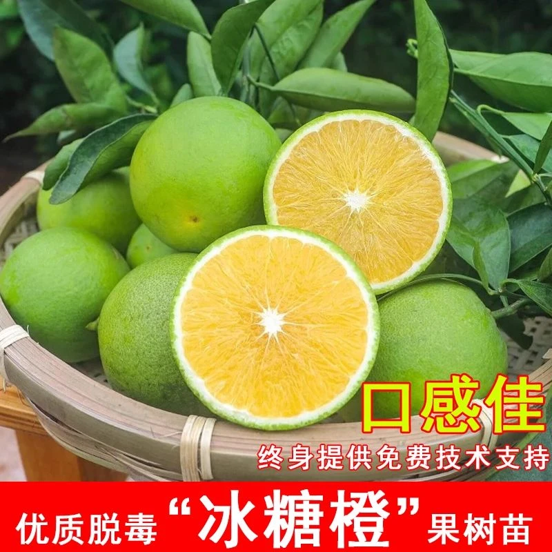 冰糖橙苗嫁接青皮无籽甜橙子树苗盆栽地栽南北方庭院种植当年结果