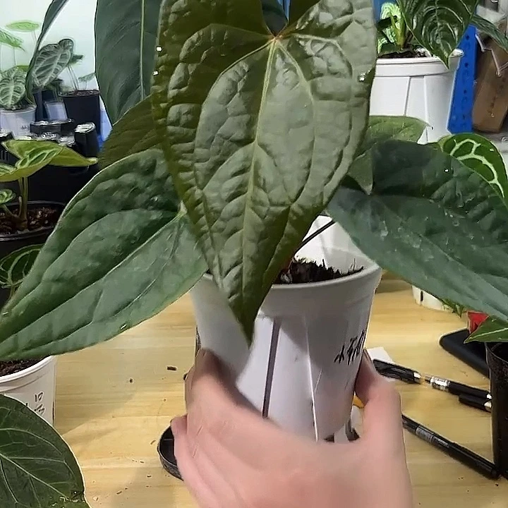 无花朵奢华杂花烛一物一拍