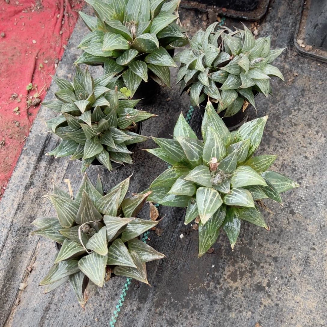微瑕小万象盆小白鲨多肉植物一颗